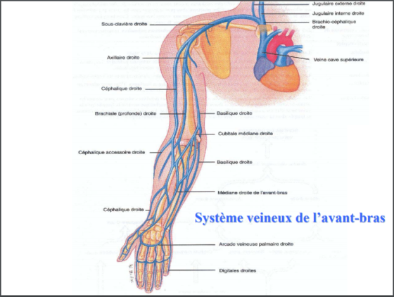 Pose Dune Voie Veineuse P Riph Rique Sous Chographie Admsu