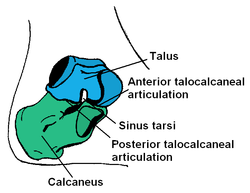 Calcaneum talus.png