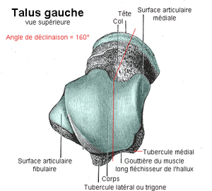 Astragale talus.png