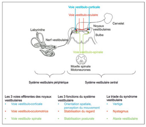 Vertige fonction.png