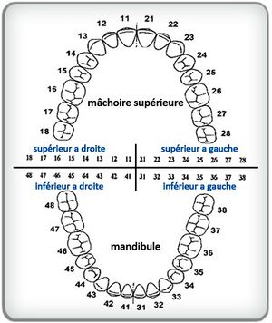 Numerotation dentaire fdi.jpg