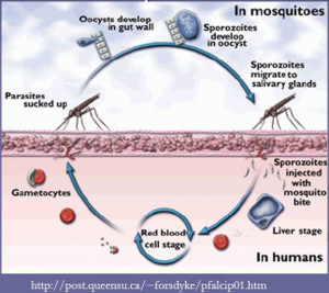 Paludisme cycle.png