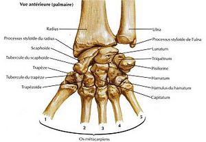 Poignet anatomie.JPG