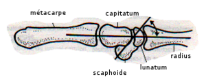 Scaphoide lunatum.png