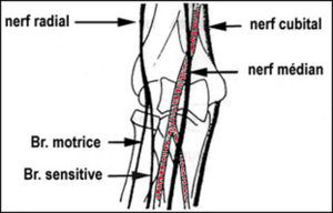 Anatomie coude nerf.png